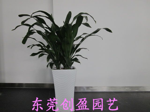 綠植租賃