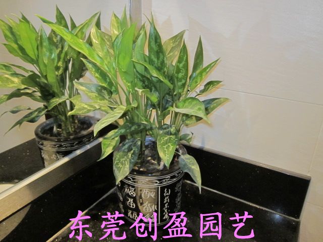 植物文檔