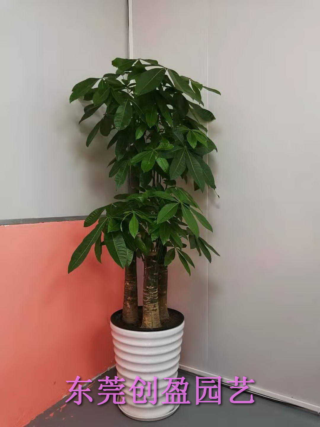 綠植租賃