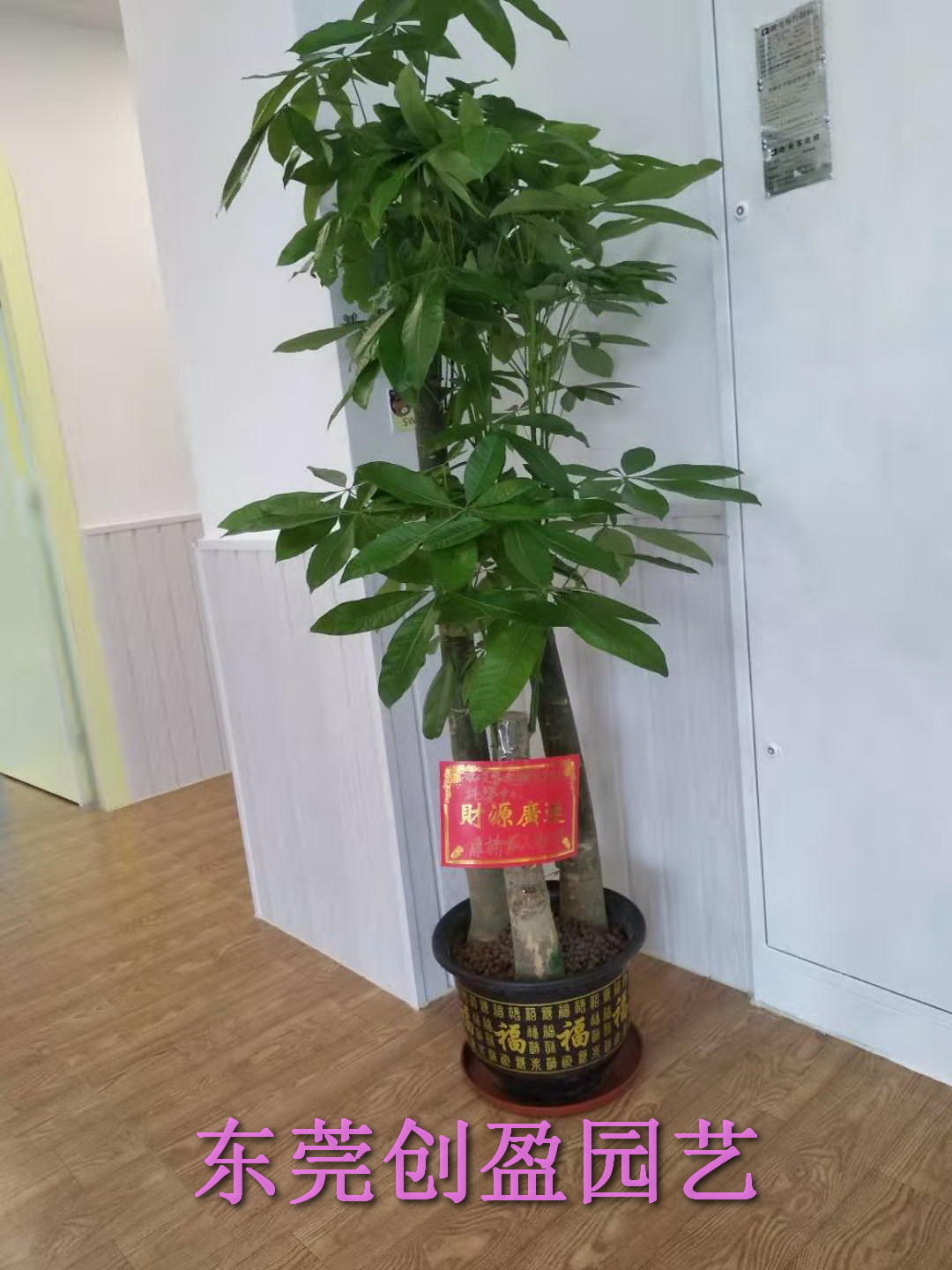 綠植租賃