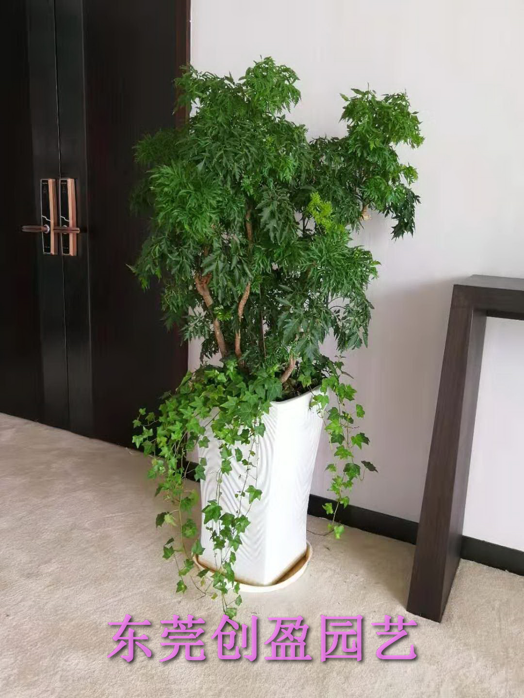 綠植租賃