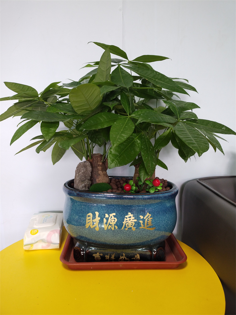 綠植租賃 (15)